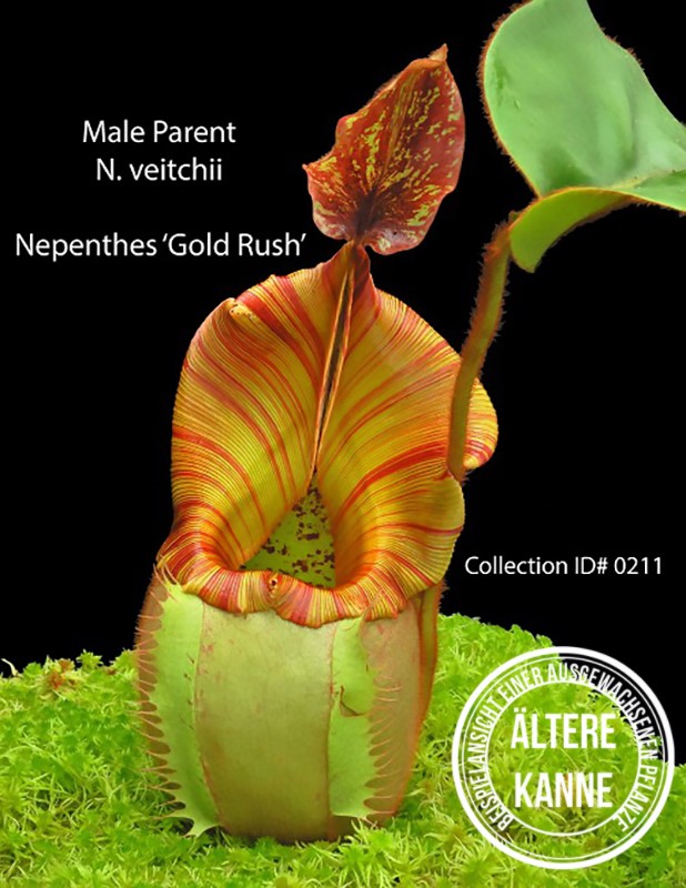 Nepenthes rajah x veitchii &quot;Gold Rush&quot; BE-4603