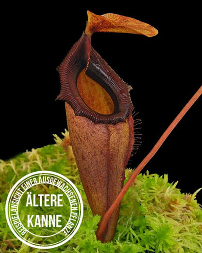 Nepenthes rajah x flava BE-4604