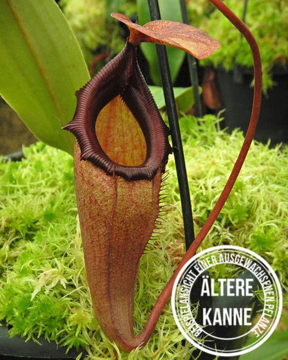 Nepenthes rajah x flava BE-4604