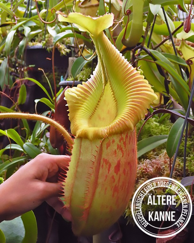 Nepenthes villosa x veitchii &quot;Gold Rush&quot; BE-4606