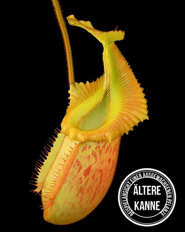 Nepenthes villosa x veitchii &quot;Gold Rush&quot; BE-4606