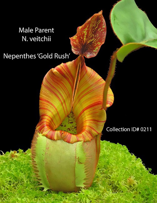 Nepenthes villosa x veitchii &quot;Gold Rush&quot; BE-4606