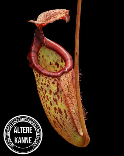 Nepenthes rajah x burbidgeae BE-4612