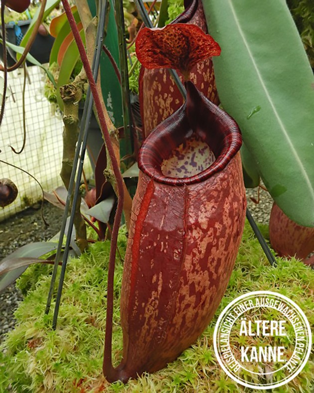 Nepenthes peltata BE-4613