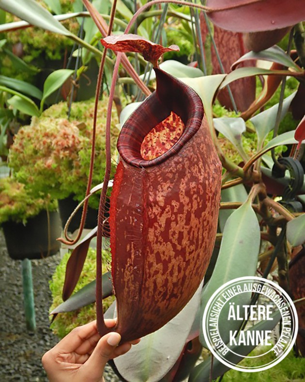 Nepenthes peltata BE-4613