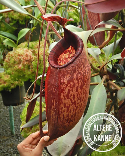 Nepenthes peltata BE-4613