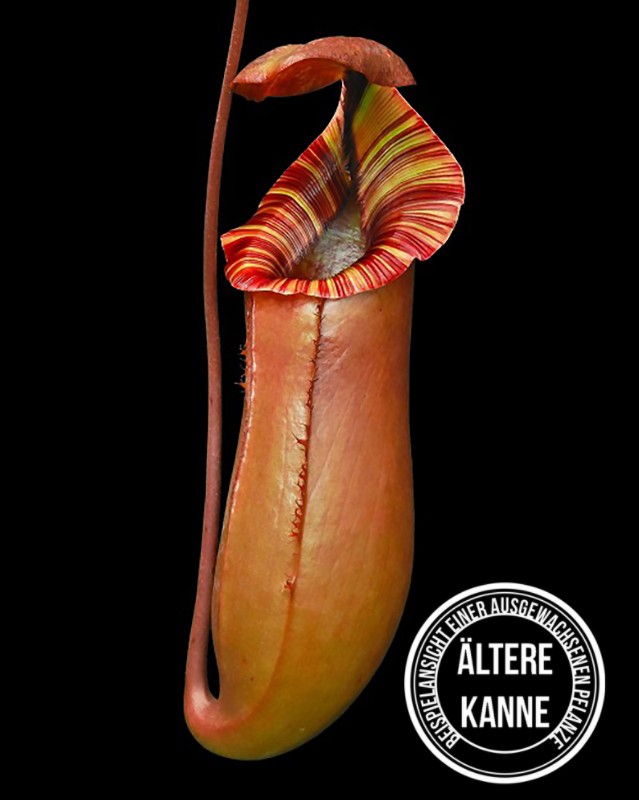 Nepenthes sibuyanensis x (veitchii x lowii) BE-4614