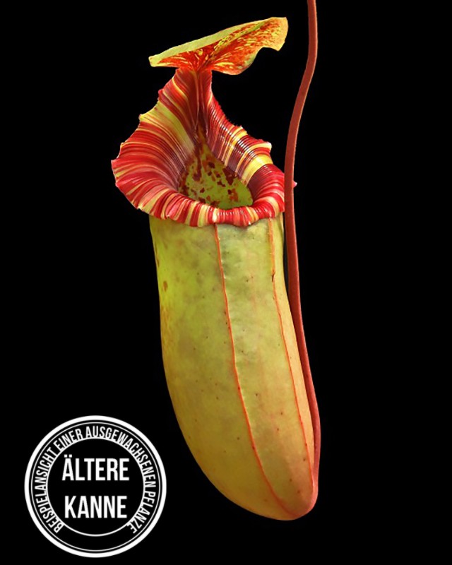 Nepenthes sibuyanensis x (veitchii x lowii) BE-4615