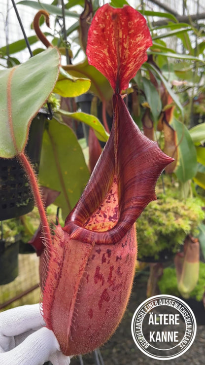 Nepenthes (veitchii x platychila) x veitchii BE-4623