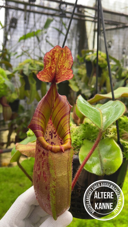 Nepenthes (veitchii x platychila) x veitchii BE-4623