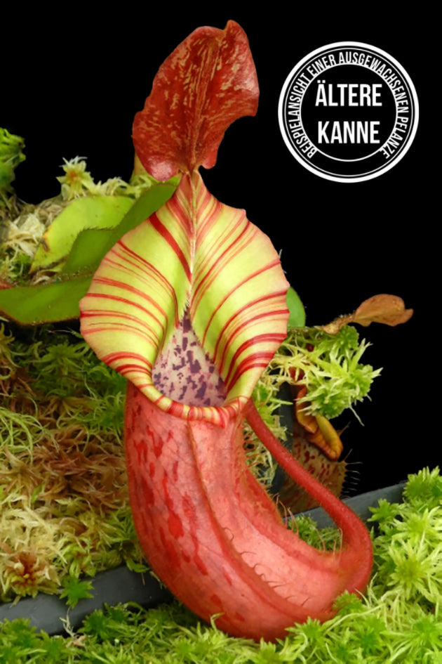 Nepenthes (veitchii x platychila) x veitchii BE-4623