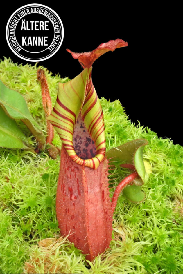 Nepenthes (veitchii x platychila) x veitchii BE-4623