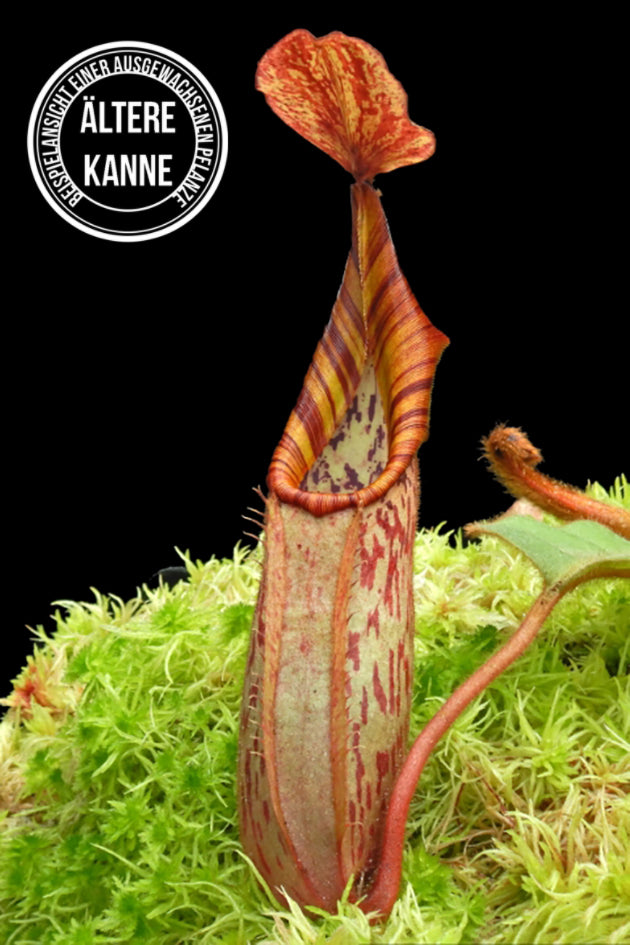 Nepenthes (veitchii x platychila) x veitchii BE-4623