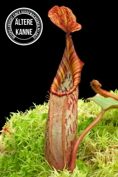 Nepenthes (veitchii x platychila) x veitchii BE-4623