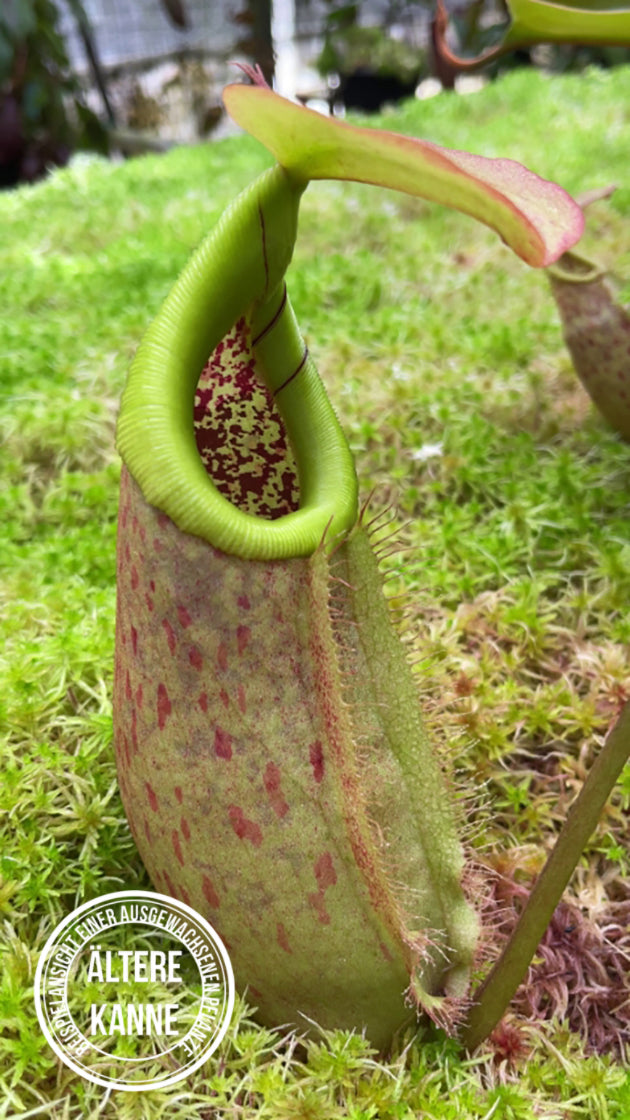 Nepenthes robcantleyi x merrilliana BE-4628