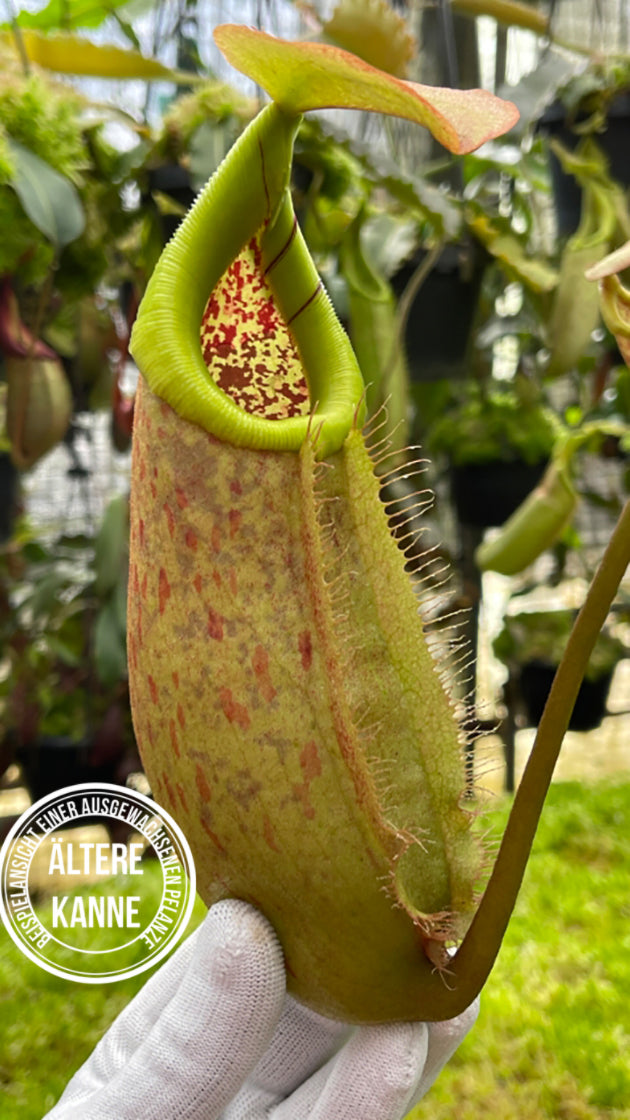 Nepenthes robcantleyi x merrilliana BE-4628