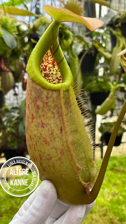 Nepenthes robcantleyi x merrilliana BE-4628