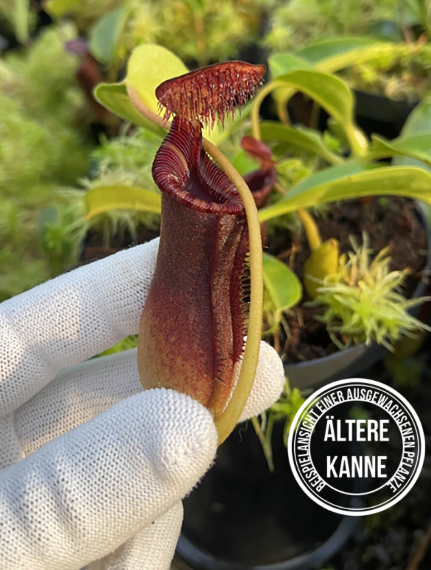 Nepenthes lowii BE-4629