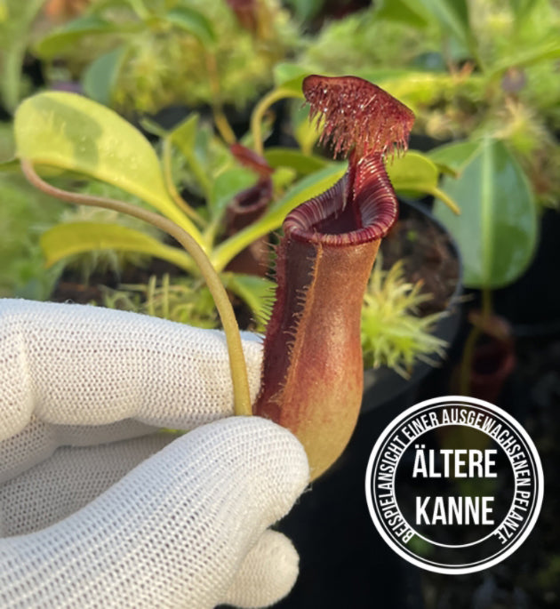 Nepenthes lowii BE-4629
