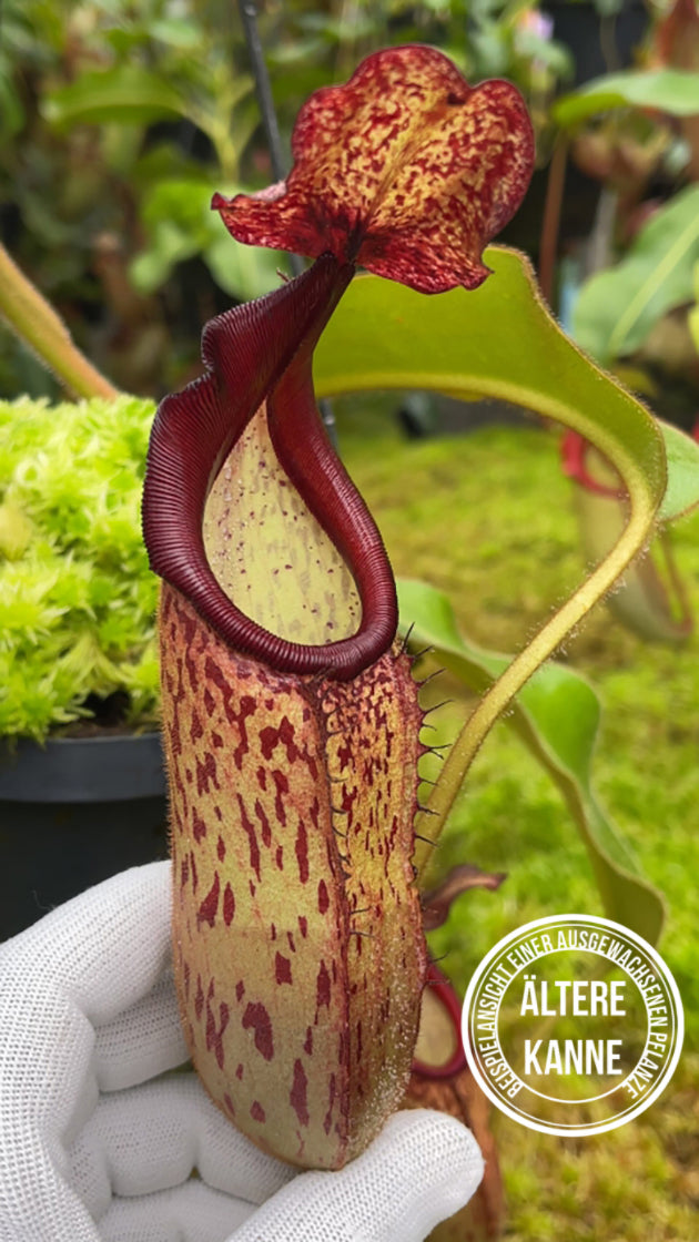 Nepenthes klossii x veitchii BE-4632