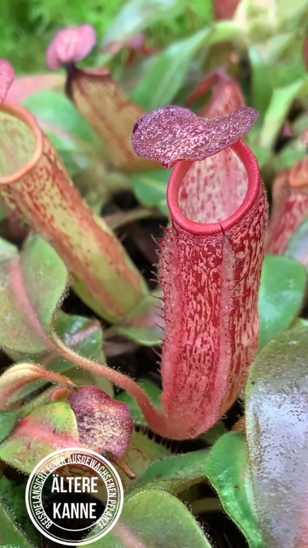 Nepenthes klossii x veitchii BE-4632
