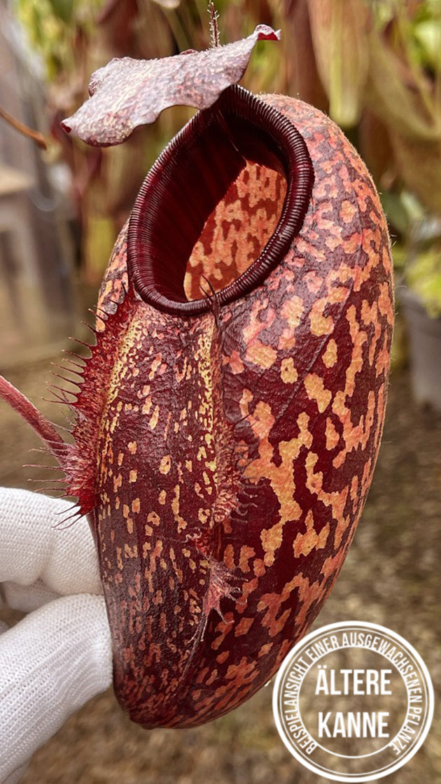 Nepenthes peltata x aristolochioides BE-4633