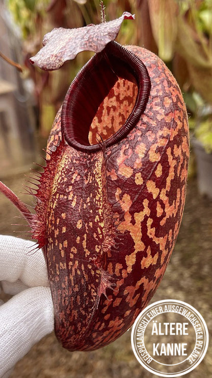 Nepenthes peltata x aristolochioides BE-4633
