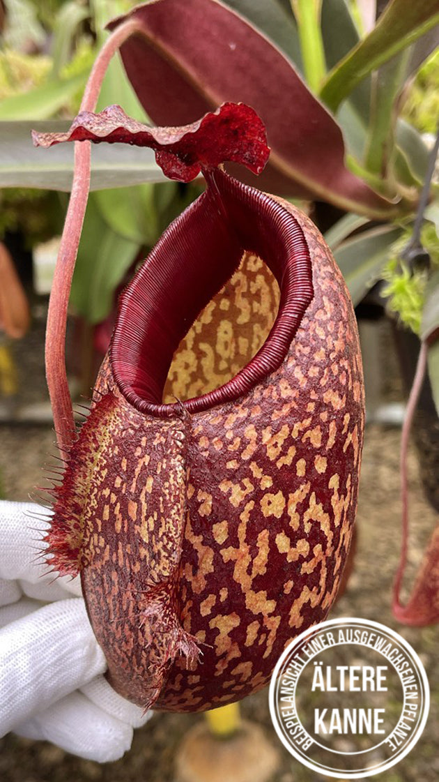 Nepenthes peltata x aristolochioides BE-4633
