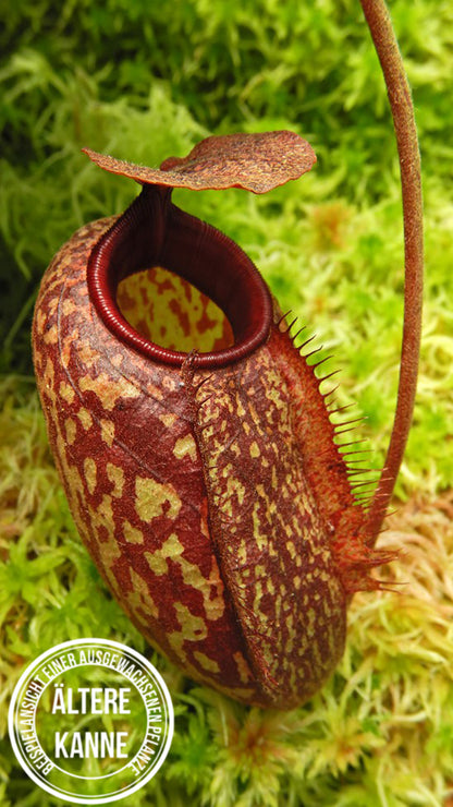 Nepenthes peltata x aristolochioides BE-4633