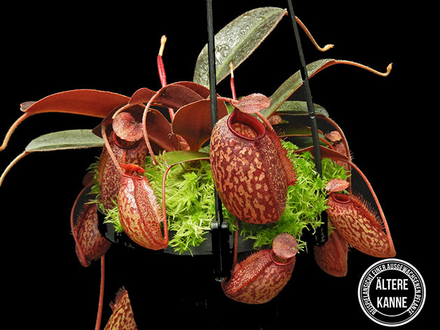 Nepenthes peltata x aristolochioides BE-4633
