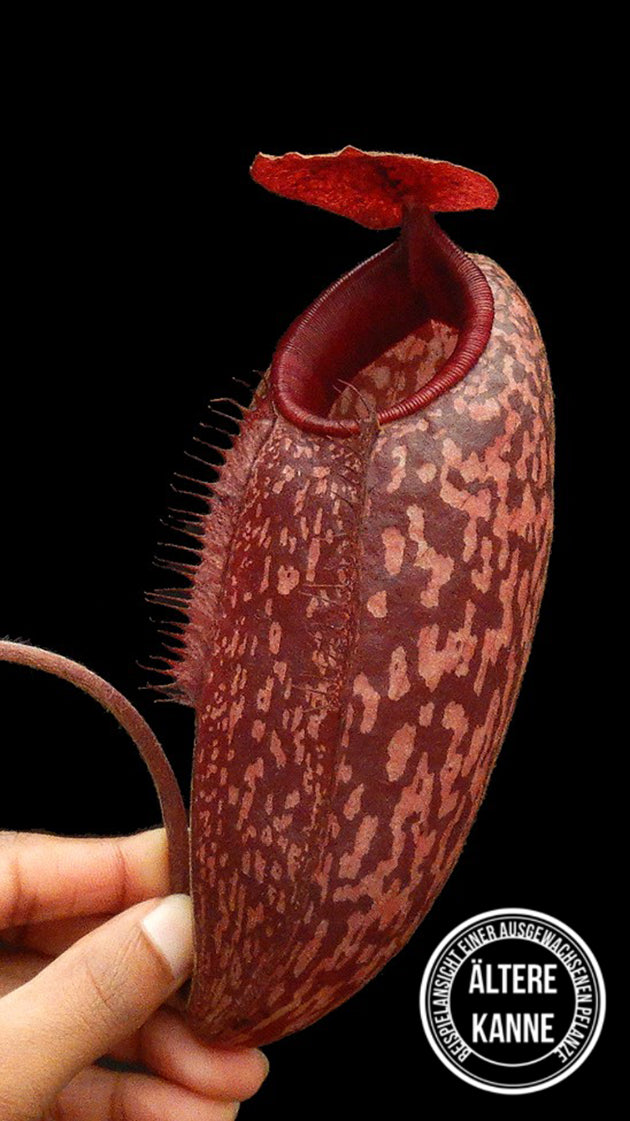 Nepenthes peltata x aristolochioides BE-4633
