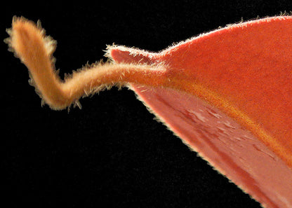 Nepenthes peltata x aristolochioides BE-4633