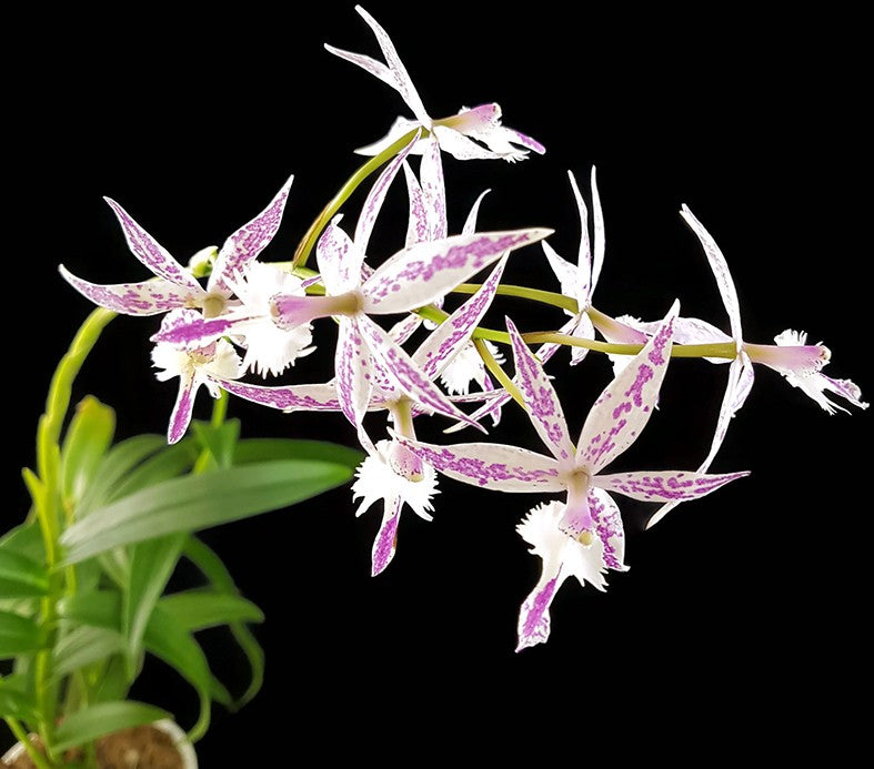 Barkeria spectabilis X Epidendrum criniferumim - Orchidee