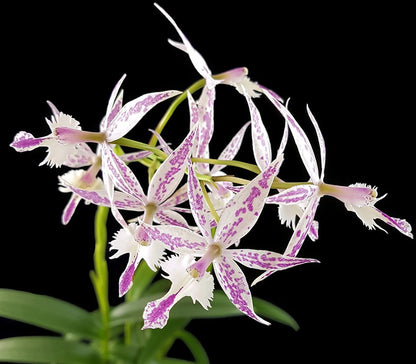 Barkeria spectabilis X Epidendrum criniferumim - Orchidee