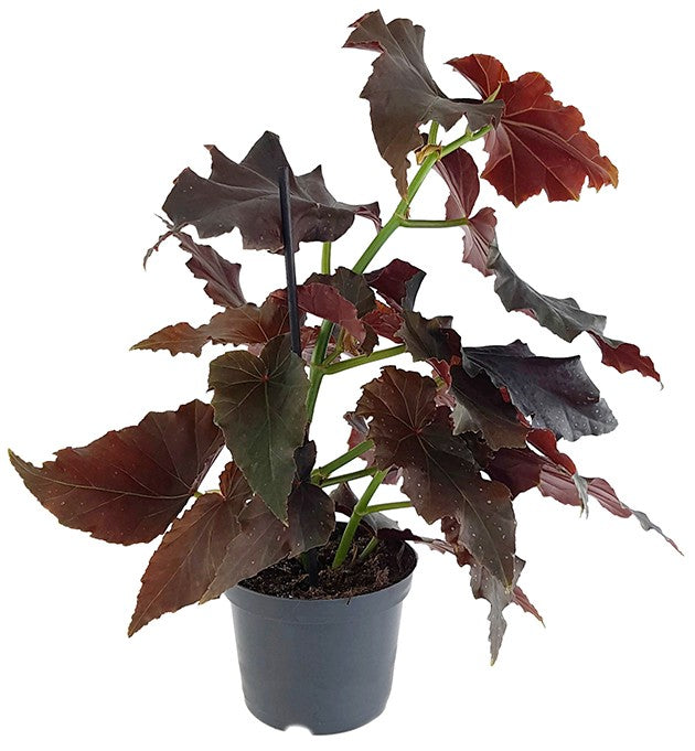 Begonia Arabian Sunset - dekorative Begonie