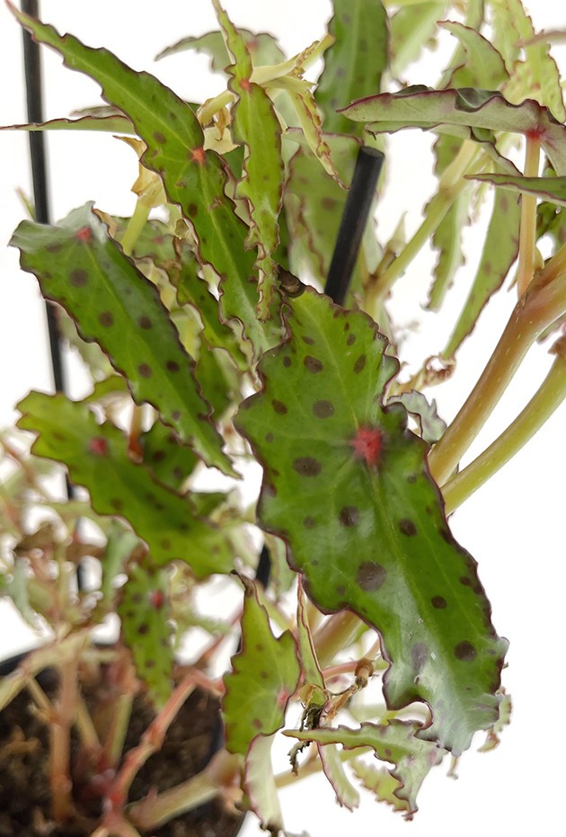 Begonia amphioxus - Butterfly Begonie