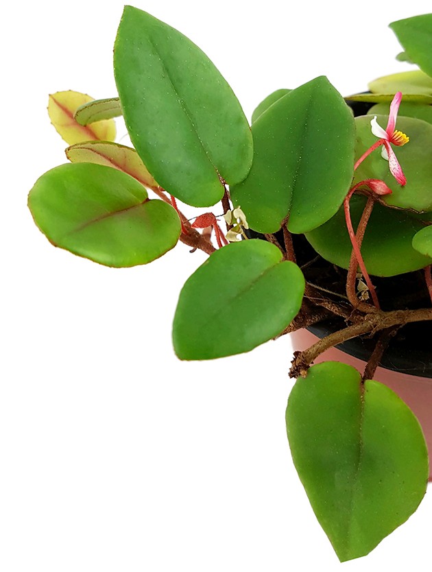 Begonia elaeagnifolia "Schulzei" - niedliche Begonie
