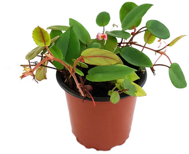 Begonia elaeagnifolia "Schulzei" - niedliche Begonie