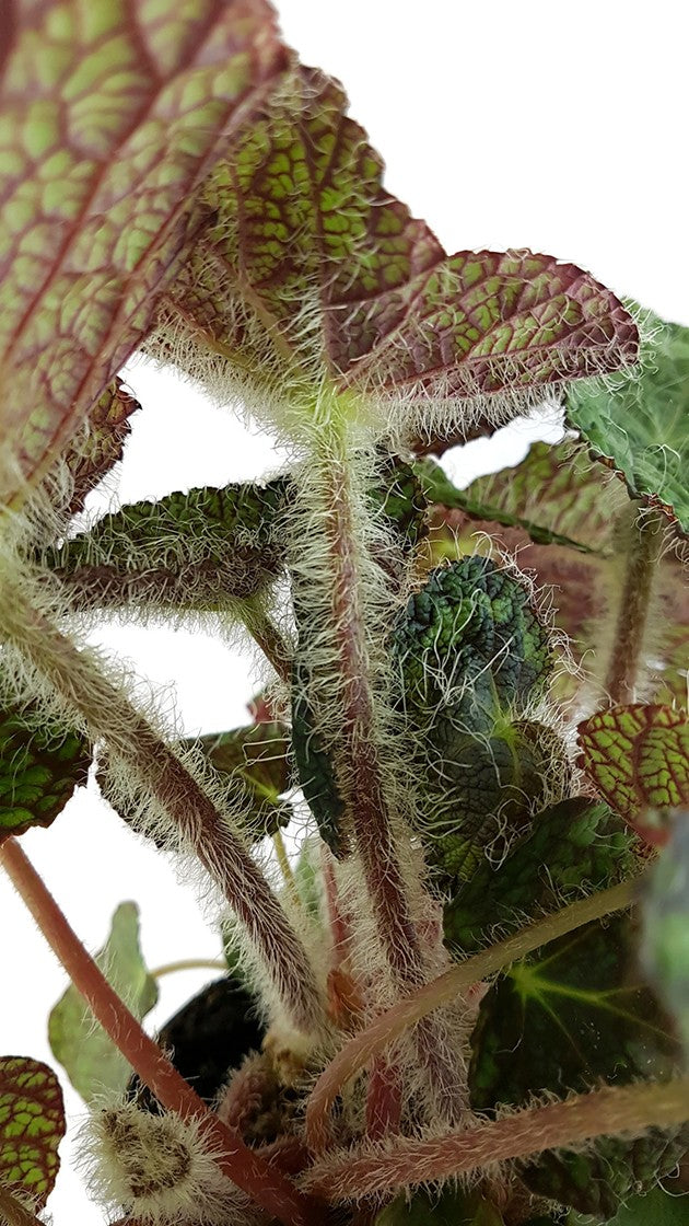 Begonia sizemoreae - behaarte Begonie