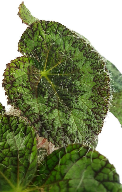 Begonia sizemoreae - behaarte Begonie