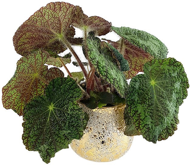 Begonia sizemoreae - behaarte Begonie