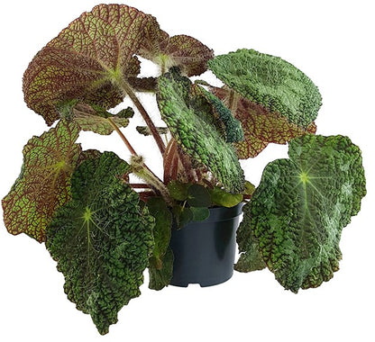 Begonia sizemoreae - behaarte Begonie