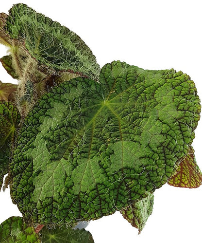 Begonia sizemoreae - behaarte Begonie