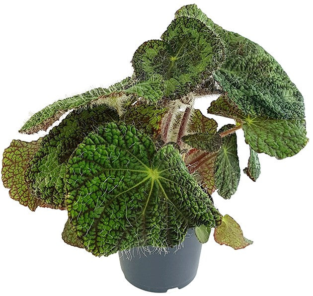 Begonia sizemoreae - behaarte Begonie