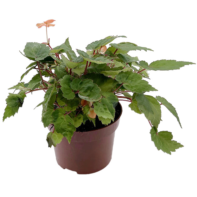 Begonia Sutherlandii - Papaya-Begonie