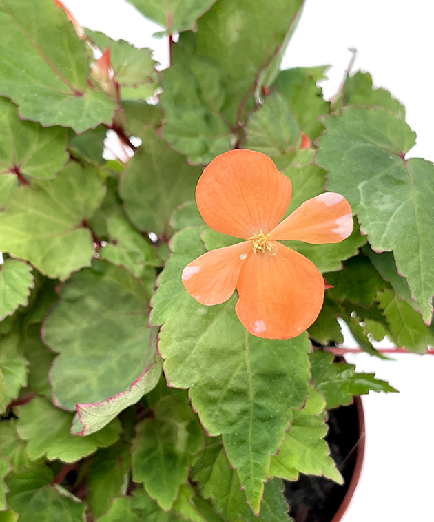 Begonia Sutherlandii - Papaya-Begonie