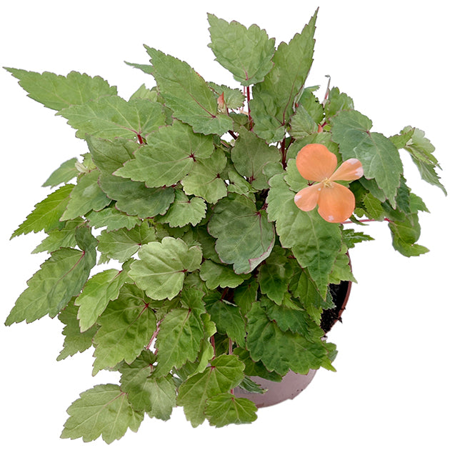 Begonia Sutherlandii - Papaya-Begonie