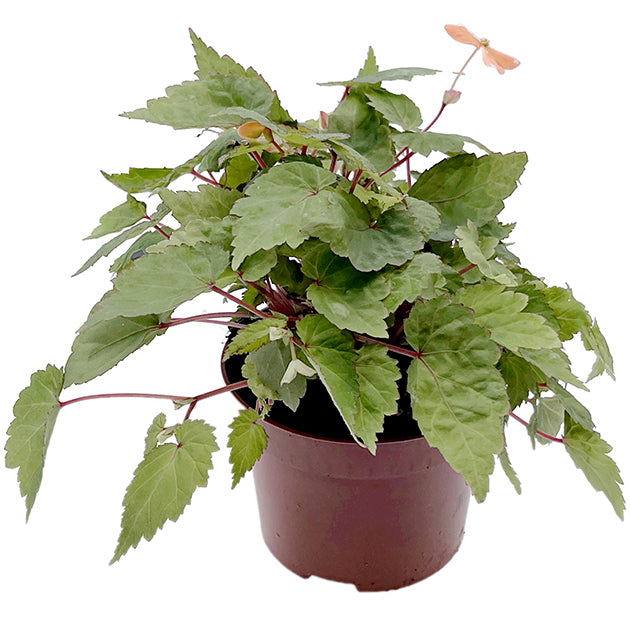 Begonia Sutherlandii - Papaya-Begonie