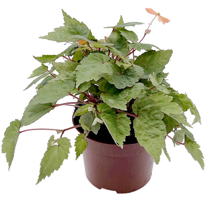 Begonia Sutherlandii - Papaya-Begonie