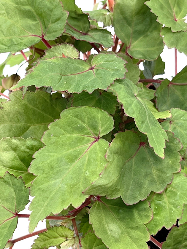 Begonia Sutherlandii - Papaya-Begonie